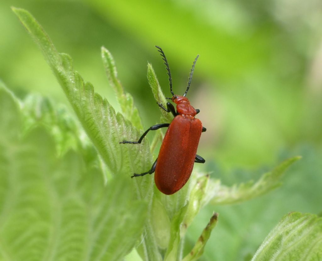 Pyrochroidae: Pyrochroa serraticornis? S.